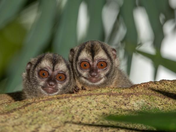 Panama wildlife vacation
