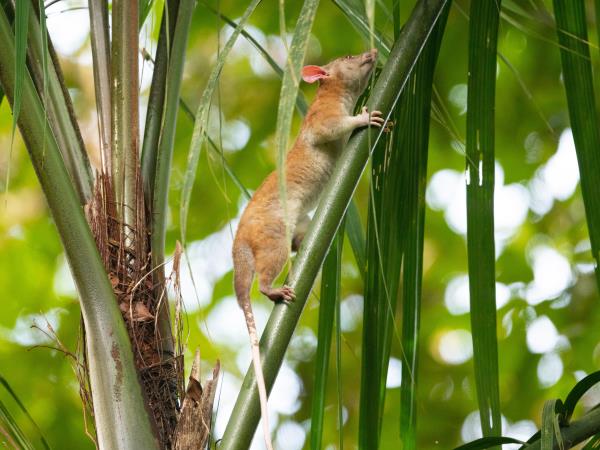 Panama wildlife vacation