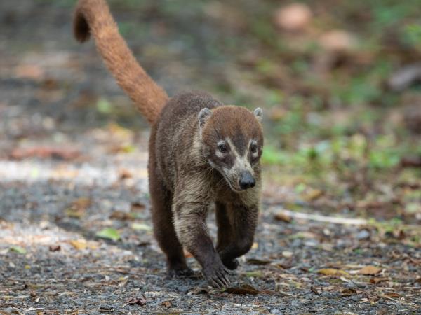 Panama wildlife vacation