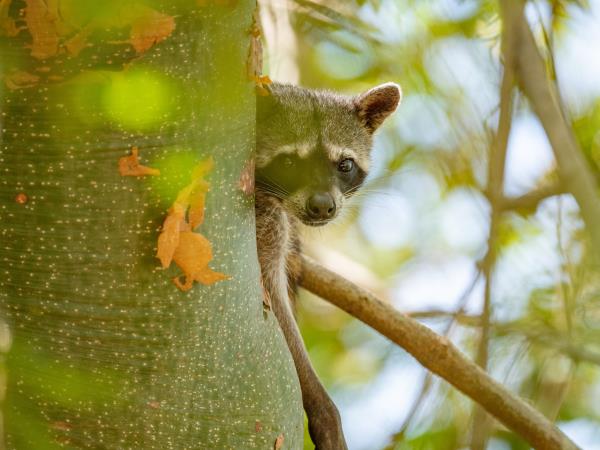 Panama wildlife vacation