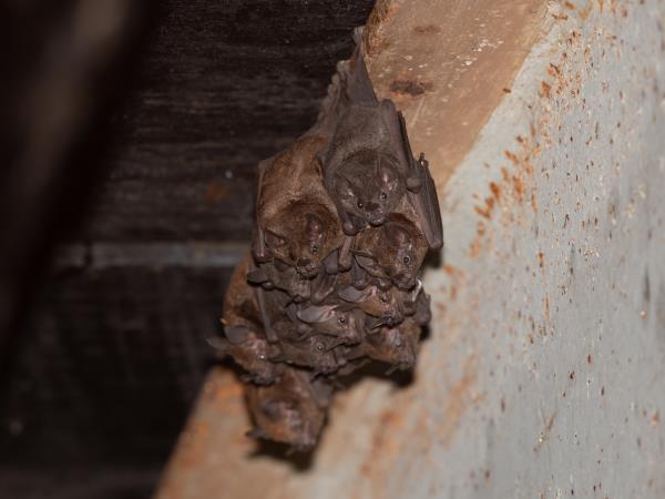 Panama wildlife vacation