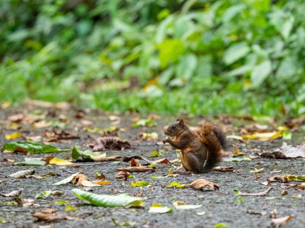 Panama wildlife vacation
