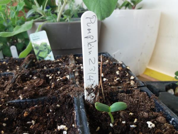 Landcape gardening design vacation in Greece