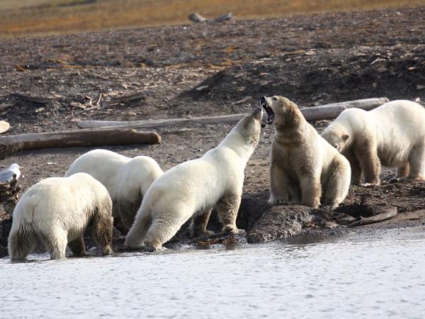 North Spitsbergen expedition cruise in comfort