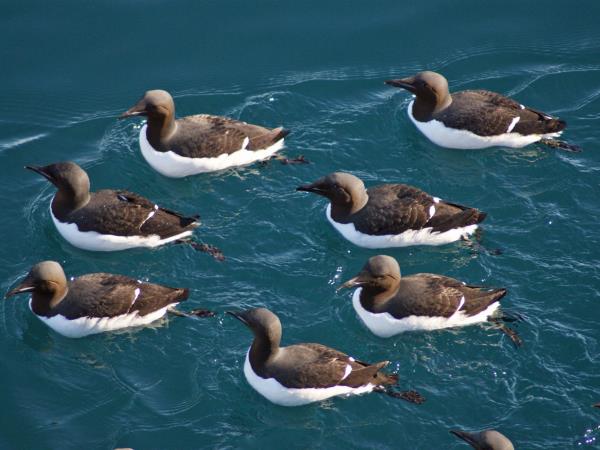 North Spitsbergen expedition cruise in comfort