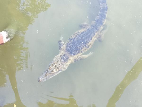 Yucatan wildlife and nature vacation, Mexico