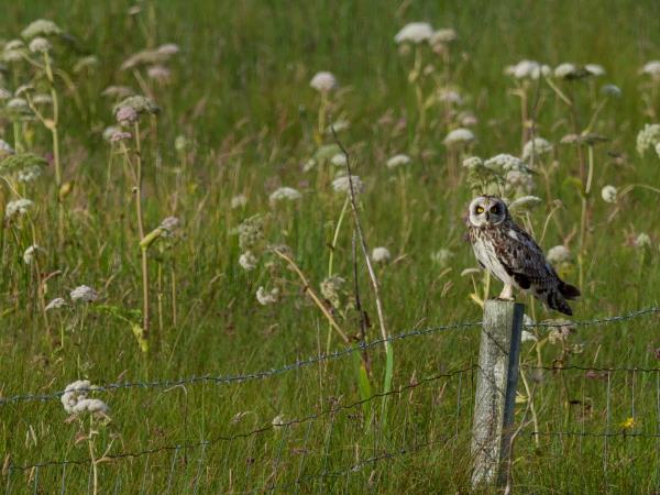 Orkney wildlife vacation, Scotland