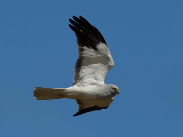 Orkney wildlife vacation, Scotland