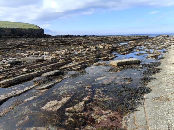 Orkney wildlife vacation, Scotland