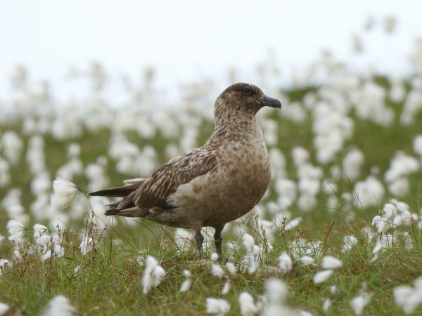 Orkney wildlife vacation, Scotland