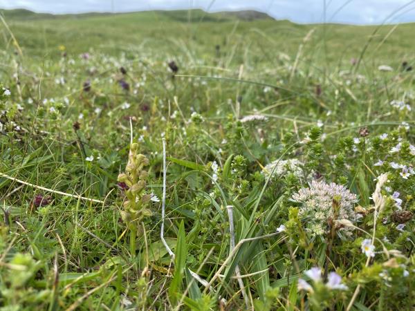 Orkney wildlife vacation, Scotland