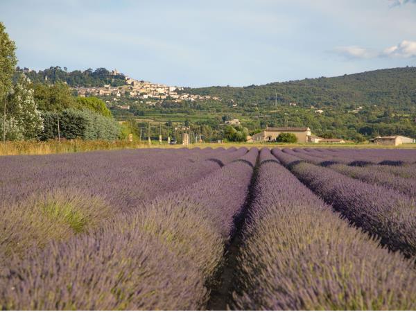 Provence small group tour, vineyards & lavender fields, France 