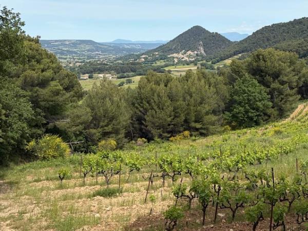 Provence small group tour, vineyards & lavender fields, France 