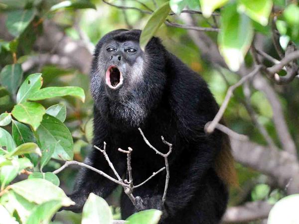 Costa Rica Osa Peninsula wildlife & whale watching tour