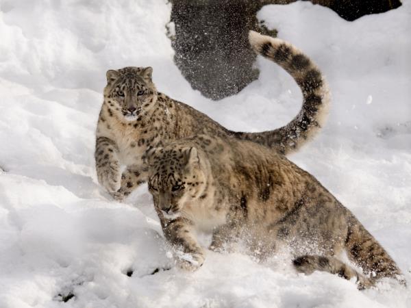 Snow leopards photography tour in Mongolia, small group 