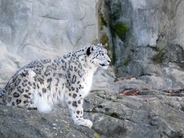 Snow leopards photography tour in Mongolia, small group 