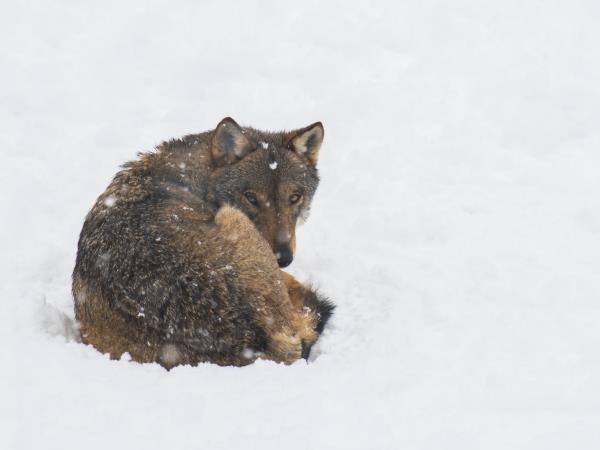 Winter Wolf Adventure shell