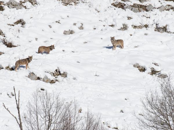 Winter Wolf Adventure shell