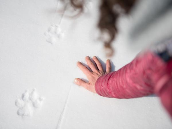 Winter Wolf Adventure shell