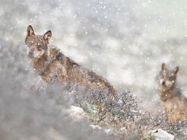 Winter Wolf Adventure shell