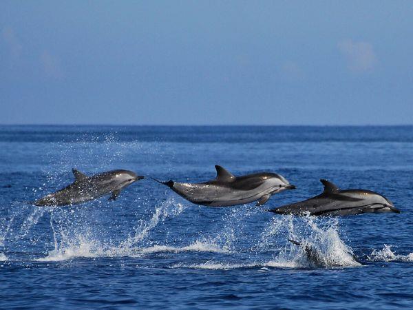 Azores whale watching and walking vacation