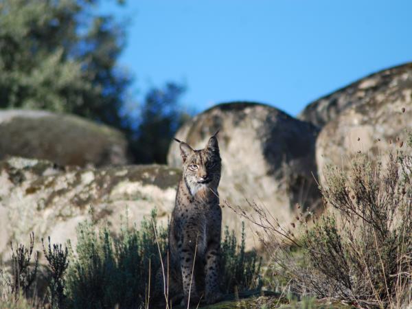 Iberian Lynx and wildlife vacation in Southern Spain
