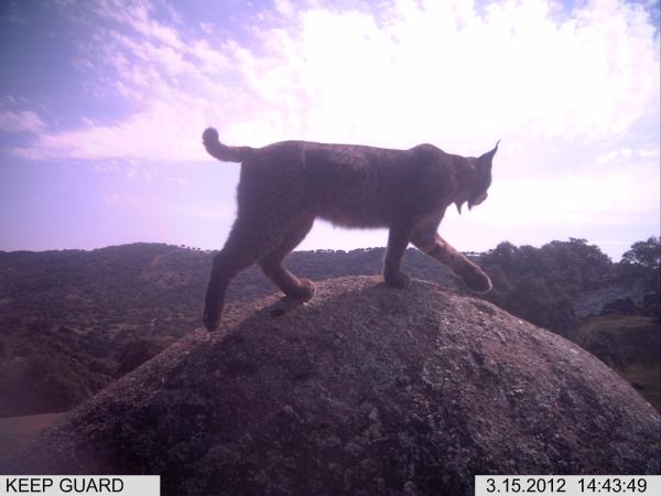 Iberian Lynx and wildlife vacation in Southern Spain
