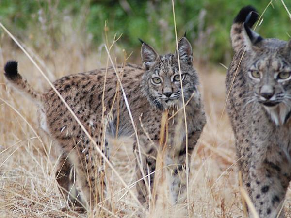 Iberian Lynx and wildlife vacation in Southern Spain