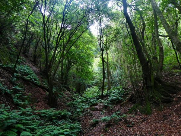 Canary islands small group tour