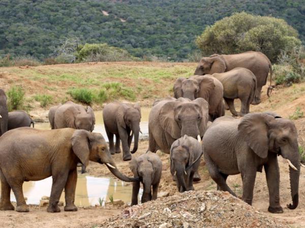 Conservation vacation for teenagers, South Africa