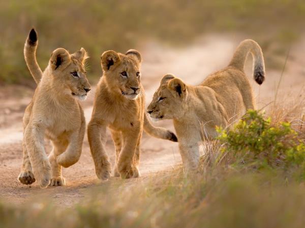 Conservation vacation for teenagers, South Africa