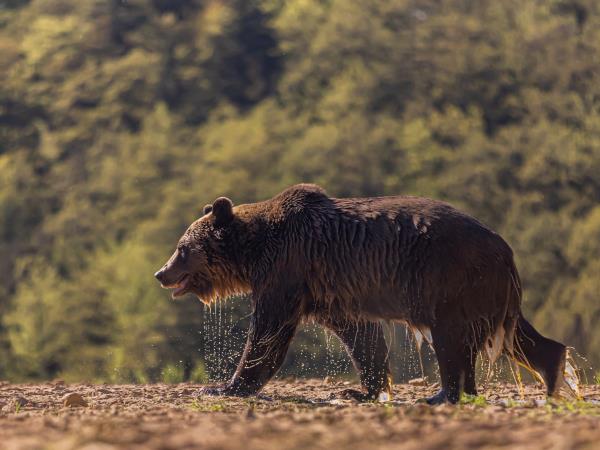 Carpathians wildlife adventure  vacation, Romania