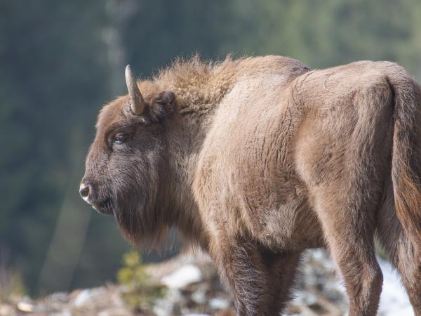 Carpathians wildlife adventure  vacation, Romania