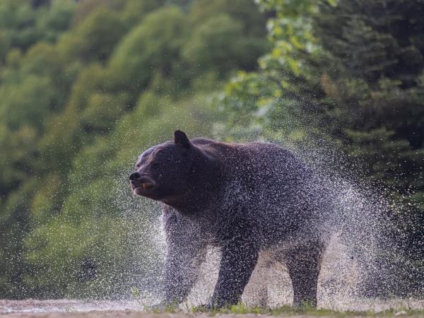 Carpathians wildlife adventure  vacation, Romania