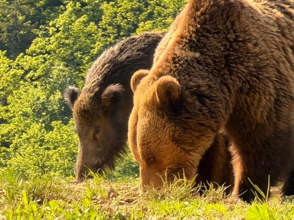 Carpathians wildlife adventure  vacation, Romania