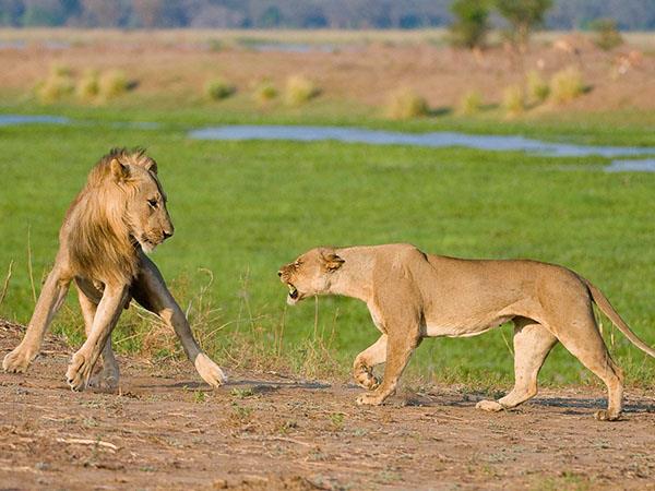 Zimbabwe wildlife holidays