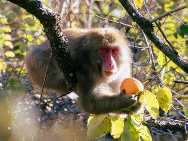 Japan small group walking tour, traditions & history