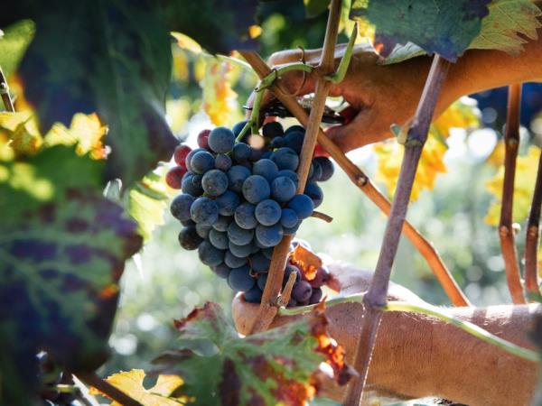 Sicily food & wine tour
