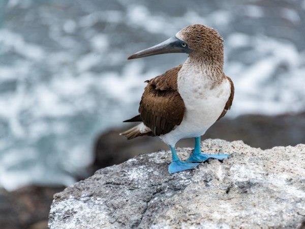 Ecuador and Galapagos luxury vacation