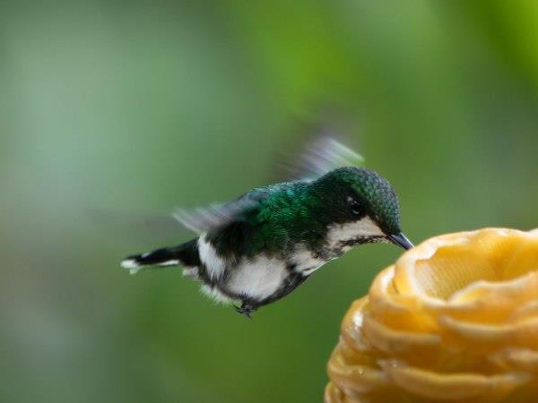 Ecuador and Galapagos luxury vacation