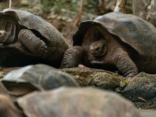 Ecuador and Galapagos luxury vacation