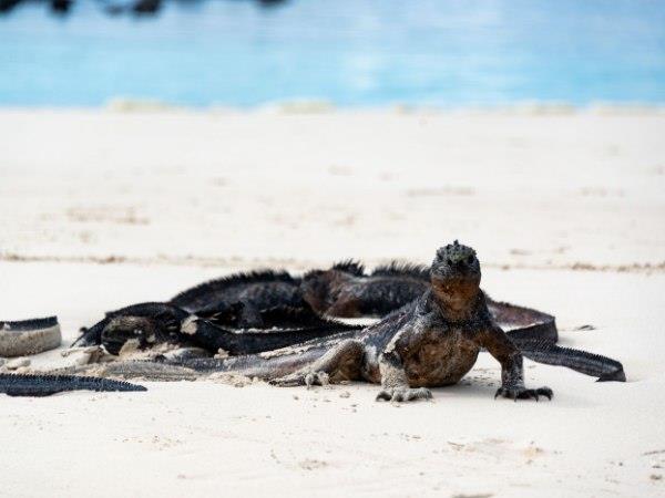 Ecuador and Galapagos luxury vacation