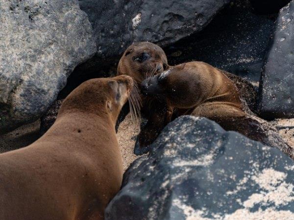 Ecuador and Galapagos luxury vacation