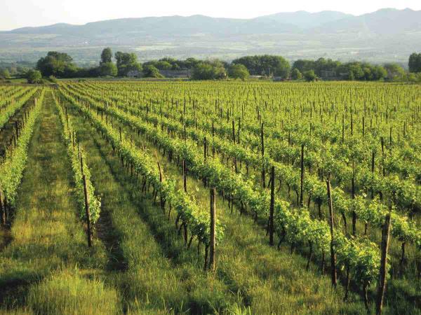 Georgia small group walking and wine tour 