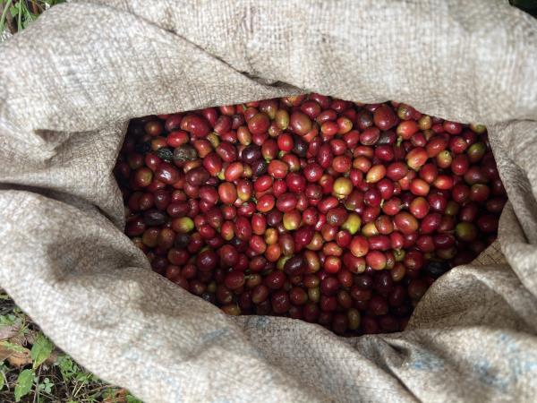 Ethiopia coffee and wildlife tour