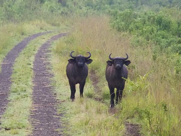 Ethiopia coffee and wildlife tour