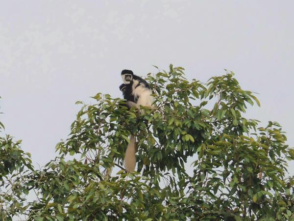 Ethiopia coffee and wildlife tour