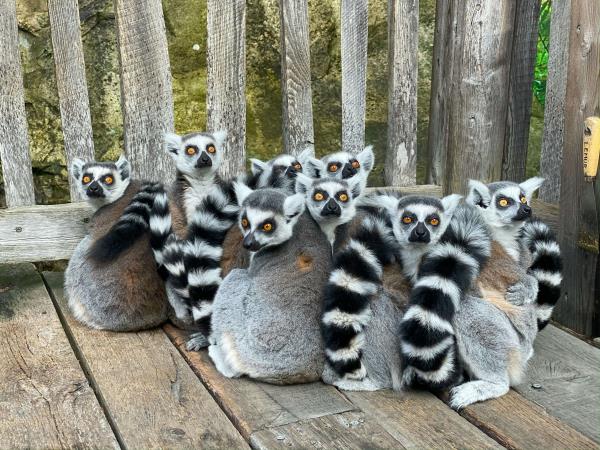 Eastern Madagascar Escape small group