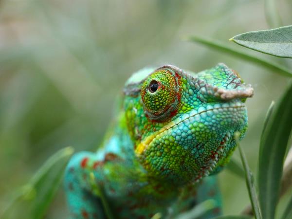 Eastern Madagascar Escape small group