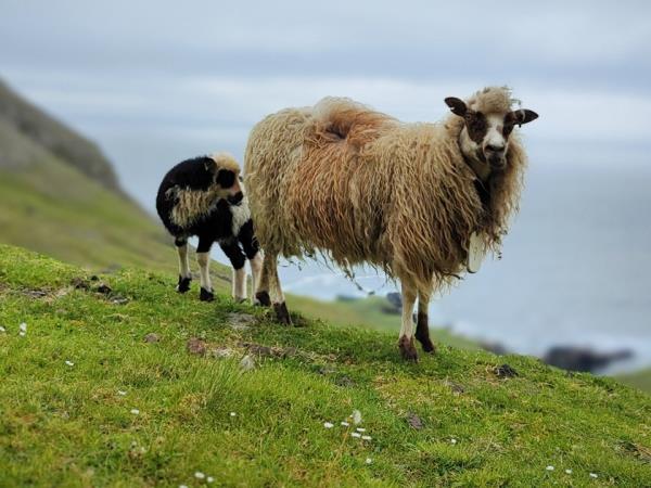 Faroe Islands 2 week sailing vacation